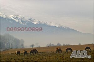 Голям парцел в Годлево Sale 9600 sq. m. Regulated (RLE) With electricity Water pipe | Land for development, Investment projects | Godlevo