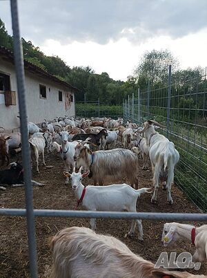 продава селскостопански двор Farm 330 sq. m. | Warehouses, industrial and agricultural properties  | в селото Pesochnitsa
