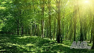Продавам гора Forest 10000 sq. m. Not specified | Agricultural land, Orchards, Vineyards, Forests | Tepava