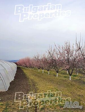 Работещ земеделски бизнес с пчелин и оранжерии в с. Караново Agricultural land 29000 sq. m. | Agricultural land, Orchards, Vineyards, Forests | Karanovo