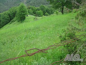 Публична продан от ЧСИ на Земеделска земя в с. Бориново местност ”ОСИЩЕТО” Agricultural land 3916 sq. m. | Agricultural land, Orchards, Vineyards, Forests | Borinovo