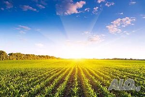 Земеделска земя Agricultural land 76260 sq. m. Third category | Agricultural land, Orchards, Vineyards, Forests | Medovo