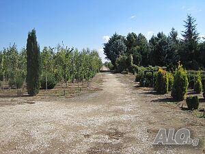 Продавам производствена база за декоративни растения на бала Agricultural land 31000 sq. m. Not specified | Agricultural land, Orchards, Vineyards, Forests | Malo Konare