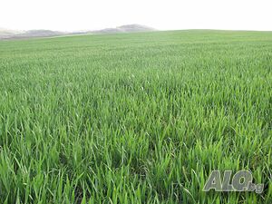 Нива на границата Брястовец, Лъка и Каблешково Agricultural land 8748 sq. m. Fifth category | Agricultural land, Orchards, Vineyards, Forests | Bryastovets