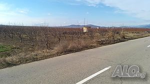 Овощни градини, слива сорт Стенлей Orchard 30500 sq. m. Fourth category | Agricultural land, Orchards, Vineyards, Forests | Mechkarevo