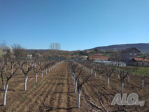 Овощна градина - с. Долно Белотинци Sale 3445 sq. m. Regulated (RLE) Without electricity Own water source | Land for development, Investment projects | Dolno Belotintsi