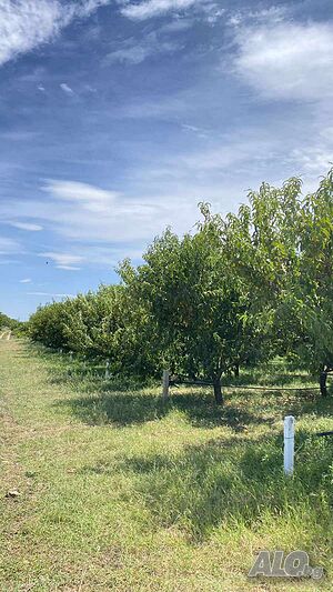 Землището на с. ”Ковачите -продава плододайна прасковена градина, капково напояване, сонда Orchard 22000 sq. m. Not specified | Agricultural land, Orchards, Vineyards, Forests | с.Мечкарево Kovachite