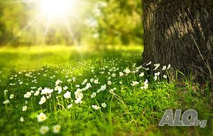 Овощна градина с площ 2800 кв. м Orchard 2800 sq. m. Not specified | Agricultural land, Orchards, Vineyards, Forests | Velino