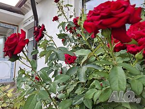 Къща след ремонт 1 - storey 60 sq. m. built-up area 586 sq. m. courtyard | Houses / Villas | Hrishteni