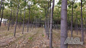 гора ”Пауловния” Forest 80000 sq. m. Second category | Agricultural land, Orchards, Vineyards, Forests | Chintulovo