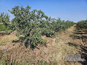 овощна градина-сини сливи ”Стенли” Orchard 6300 sq. m. Fourth category | Agricultural land, Orchards, Vineyards, Forests | м.”Тахтаджиолу” Mechkarevo