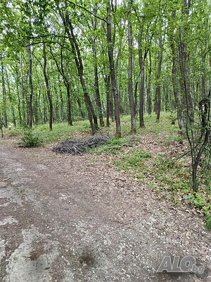 Гора с потенциал за бъдещо регулиране - с. Кралев дол, обл. Перник Forest 7299 sq. m. Not specified | Agricultural land, Orchards, Vineyards, Forests | Kralev dol