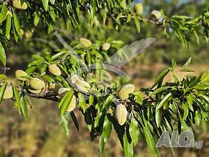 Овощна градина в с. Караново! Orchard 14000 sq. m. Fourth category | Agricultural land, Orchards, Vineyards, Forests | Karanovo