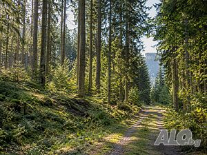 Продава гора Forest 6000 sq. m. Not specified | Agricultural land, Orchards, Vineyards, Forests | Hisarya