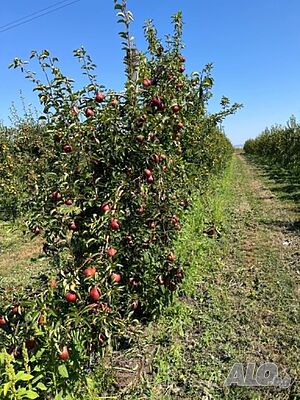 Утвърден земеделски бизнес, 40 дка крушова градина Orchard 40000 sq. m. Third category | Agricultural land, Orchards, Vineyards, Forests | Bratovo