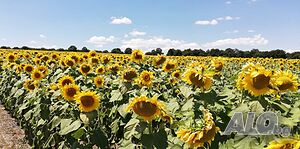 23 дка - с. ДИБИЧ, общ. Шумен Agricultural land 23000 sq. m. Third category | Agricultural land, Orchards, Vineyards, Forests | Dibich