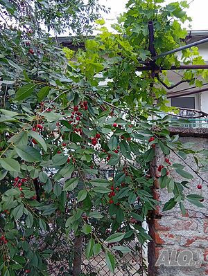 Продавам къща 2 - storey 140 sq. m. built-up area 3000 sq. m. courtyard | Houses / Villas | Тополовград Balgarska polyana