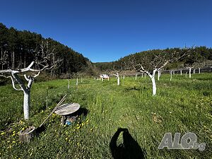 Овощна градина за продажба в с. Бачево Orchard 2671 sq. m. Not specified | Agricultural land, Orchards, Vineyards, Forests | Bachevo