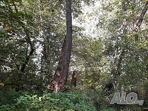 Пасища 30дк с дърва; Нива 18дк обработваема Grazing ground 30000 sq. m. Not specified | Agricultural land, Orchards, Vineyards, Forests | Ugarchin